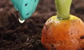 Морковь Нантская 4: полив под растение