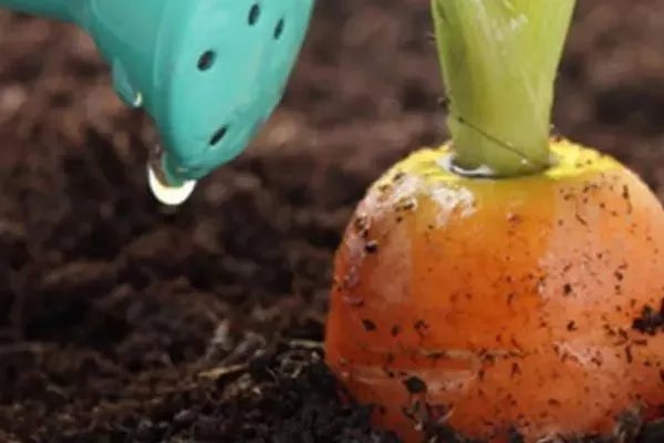 Морковь Нантская 4: полив под растение