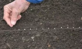 Морковь Нантская 4: посев