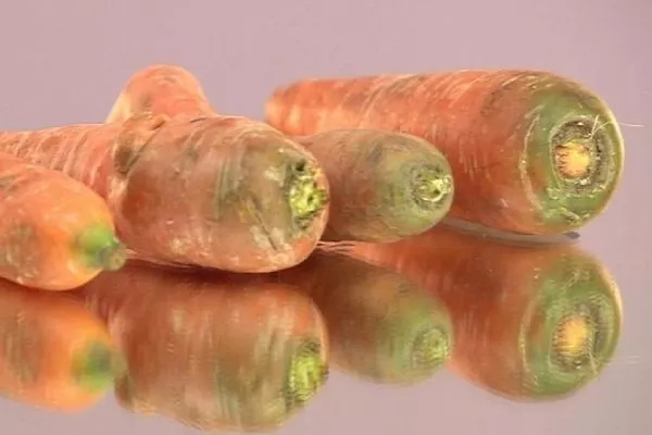 Морковь Нантская 4: Позеленение верхней части корнеплодов