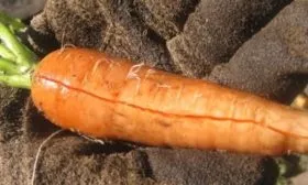 Морковь Нантская 4: Растрескивание корнеплодов