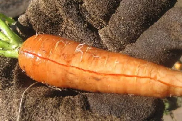 Морковь Нантская 4: Растрескивание корнеплодов