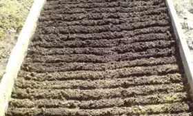 Морковь Нантская 4: разровнять почву, сделать бороздки