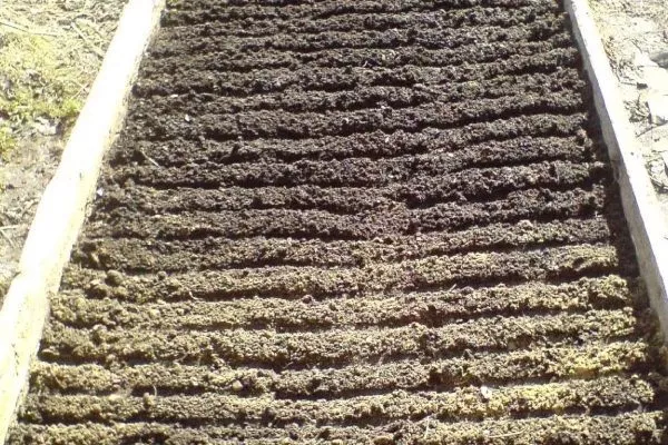 Морковь Нантская 4: разровнять почву, сделать бороздки