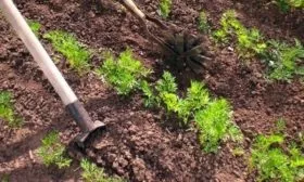 Морковь Нантская 4: совмещение прополки и рыхления