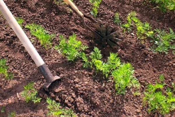 Морковь Нантская 4: совмещение прополки и рыхления