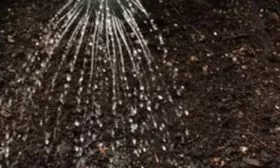 Морковь Нантская 4: утрамбовка почвы, полив после посадки