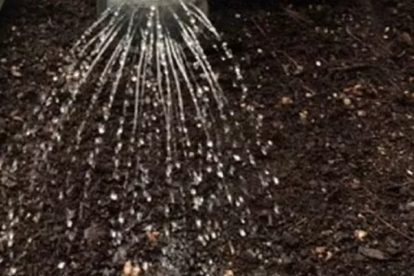 Морковь Нантская 4: утрамбовка почвы, полив после посадки