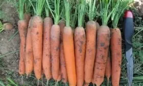 Морковь Нантская 4: Внешние данные