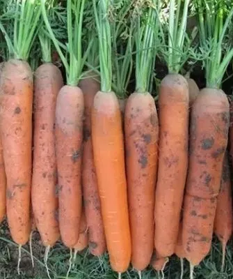 Морковь Нантская 4: Внешние данные