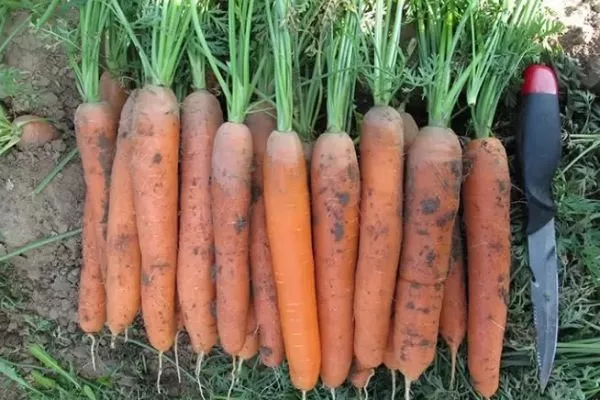 Морковь Нантская 4: Внешние данные