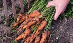 Морковь Нантская 4: выкопка корнеплодов вилами