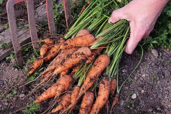 Морковь Нантская 4: выкопка корнеплодов вилами