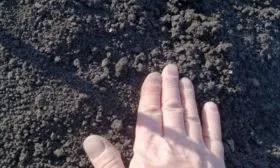 Морковь Нантская 4: засыпка семян землёй