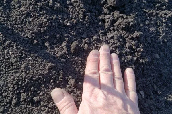 Морковь Нантская 4: засыпка семян землёй