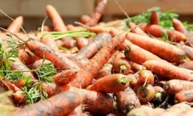 Морковь НИИОХ 336 хранение