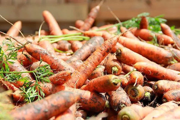 Морковь НИИОХ 336 хранение