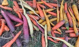 Морковь НИИОХ 336 Мелкие размеры