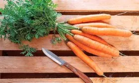 Морковь НИИОХ 336 назначение