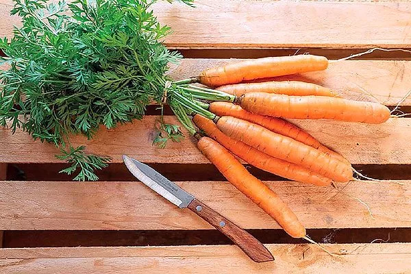 Морковь НИИОХ 336 назначение