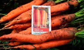 Морковь НИИОХ 336 описание сорта