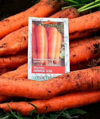 Морковь НИИОХ 336 описание сорта