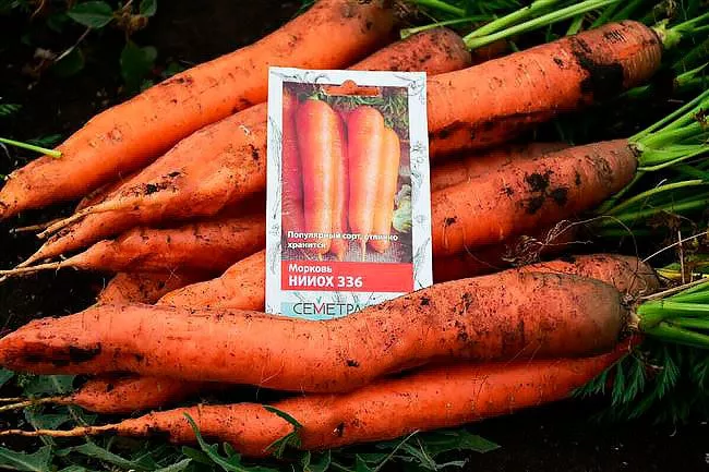 Морковь НИИОХ 336 описание сорта