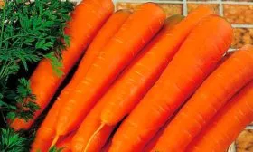 Морковь НИИОХ 336 особенности