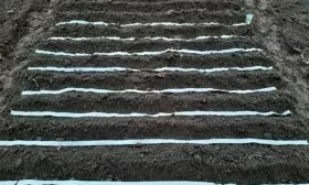 Морковь НИИОХ 336 посадка на ленте