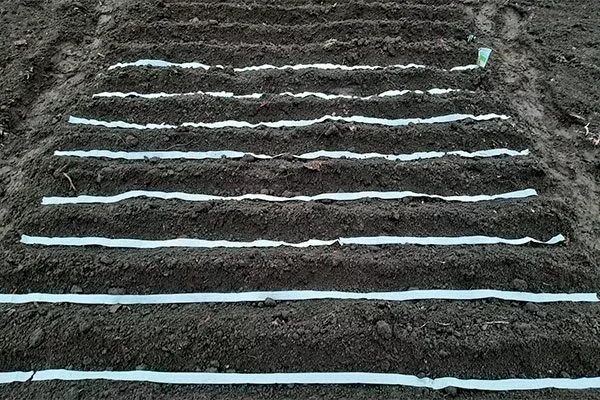 Морковь НИИОХ 336 посадка на ленте