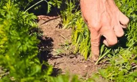 Морковь НИИОХ 336 прореживание