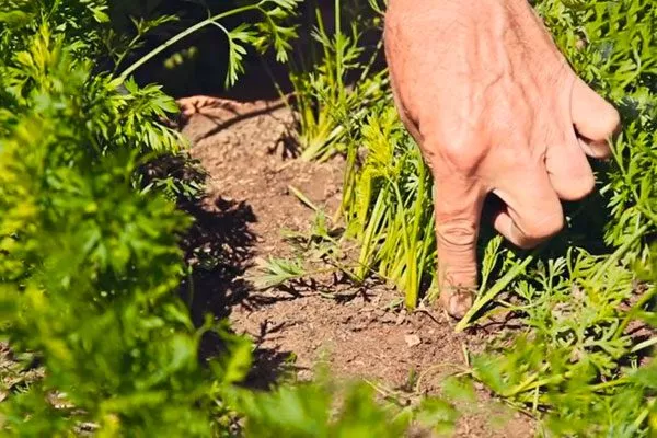 Морковь НИИОХ 336 прореживание