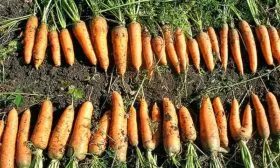 Морковь НИИОХ 336 сбор урожая
