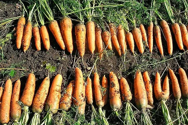 Морковь НИИОХ 336 сбор урожая