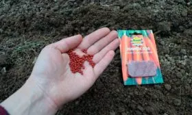 Морковь НИИОХ 336 семена гранулы