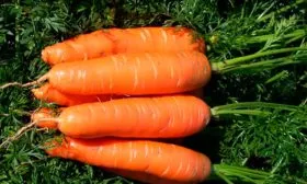 Морковь НИИОХ 3361