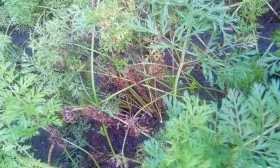 Морковь НИИОХ 3361 ботва