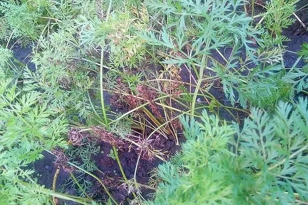 Морковь НИИОХ 3361 ботва