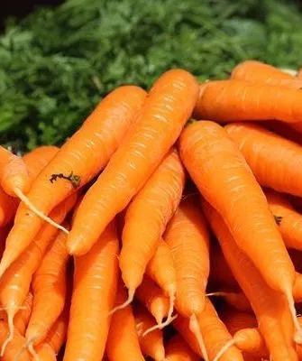 морковь Осенний король