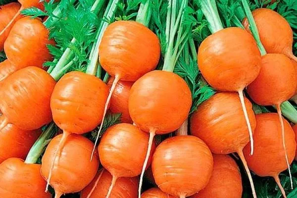 морковь Полярная клюква