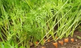 Морковь Сластёна Сибирико: описание ботвы