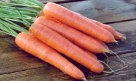 морковь сорта Болеро