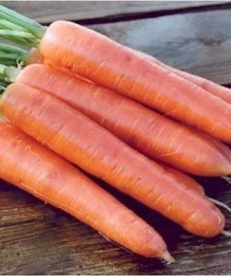 морковь сорта Болеро