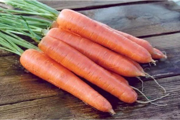 морковь сорта Болеро