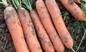 Морковь сорта Детская сладкая