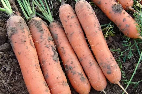 Морковь сорта Детская сладкая