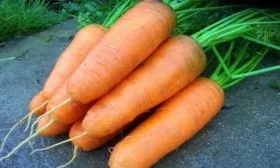 морковь сорта МО - особая