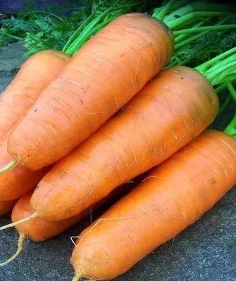 морковь сорта МО - особая