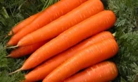 морковь сорта Осенний король