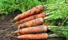 Морковь сорта Сластёна Сибирико